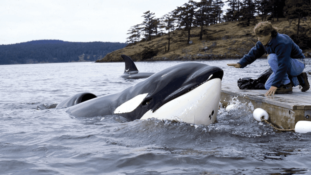 Free Willy